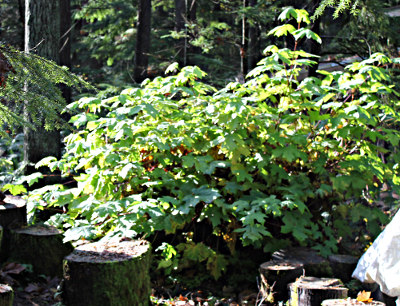 big leaf maple