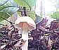 mushroom picture